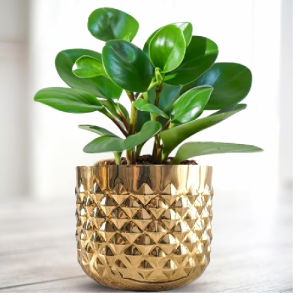 Brass planters